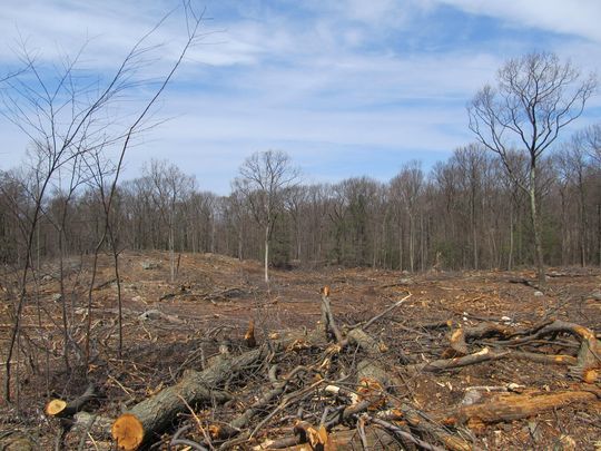 Commercial cut cutting logging at Sparta Mountain WMA New Jersey NJ